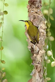 Sunbirds: Olive-backed / yellow-bellied Sunbird - female