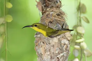 Sunbirds: Olive-backed / yellow-bellied Sunbird - female