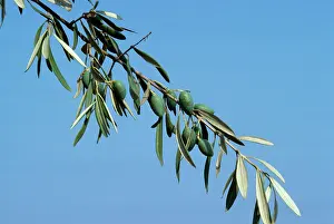 Olives: OLIVE BRANCH