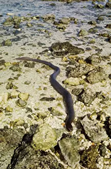 Laevis: Olive-brown Sea Snake