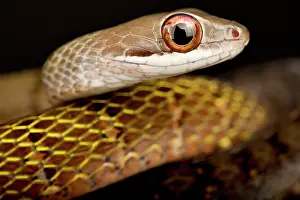Olive: Olive forest racer (Dendrophidion dendrophis), o