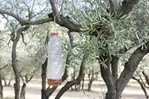 Olea: Olive fruit fly trap in olive grove, Alpilles, Provence