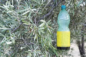Olea: Olive fruit fly trap in olive grove, Alpilles, Provence