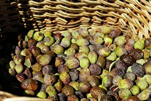 Picked: Olive Fruit - picked in a basket