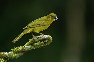 Paulo: Olive-green Tanager, Atlantic Forest, Sao Paulo