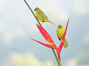 Olive: Olive Green Tanager on Heliconia flower Orthogonys