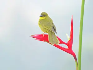 Olive: Olive Green Tanager on Heliconia flower Orthogonys