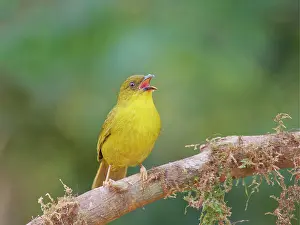 Olive: Olive Green Tanager Orthogonys chloricterus Atlantic