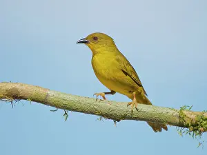 Olive: Olive Green Tanager Orthogonys chloricterus Atlantic