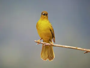 Olive: Olive Green Tanager Orthogonys chloricterus Atlantic