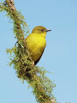Olive: Olive Green Tanager Orthogonys chloricterus Atlantic