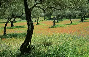 Olives: Olive Grove