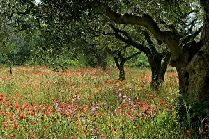 Gladiolus: Olive grove - with flowering meadow of Field Gladiolus