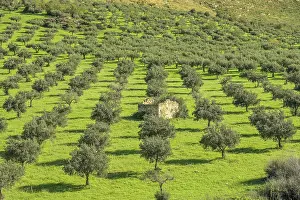 Olea: Olive grove near Custonaci, western Sicily, Italy
