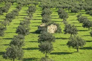 Olea: Olive grove near Custonaci, western Sicily, Italy
