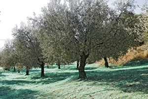 Olives: Olive Grove, prepared for picking