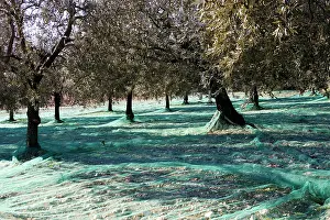 Olives: Olive Grove - prepared for picking