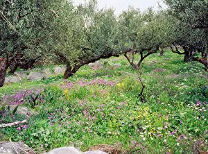 Olives: Olive Grove - with wildflowers