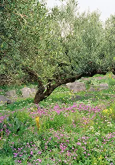 Olives: Olive Grove - with wildflowers