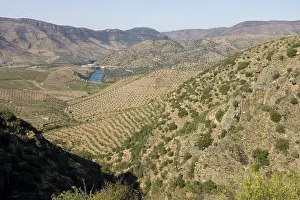 Olives: Olive groves