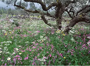 Olives: OLIVE GROVES