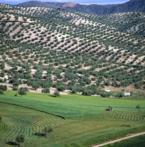 Olea: Olive groves in Andalusia, Spain