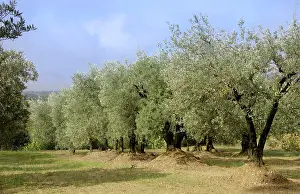 Olives: Olive groves - autumn