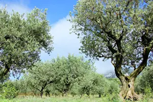 Olives: Olive Groves - autumn