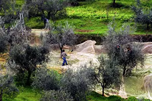 Olea: Olive harvest, Italy
