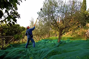 Olea: Olive harvest, Italy