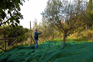 Olea: Olive harvest, Italy