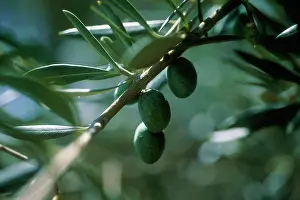 Europea: Olive