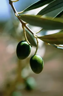 Europea: Olive