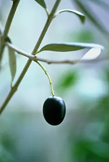 Europea: Olive