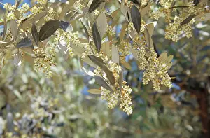 Europea: Olive