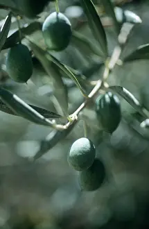 Europea: Olive