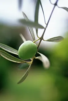 Europea: Olive