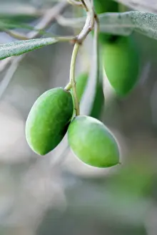 Europea: Olive