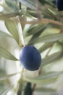 Europea: Olive