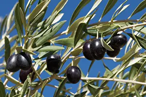 Olea: Olive