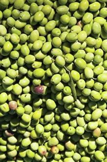 Olea: Olive