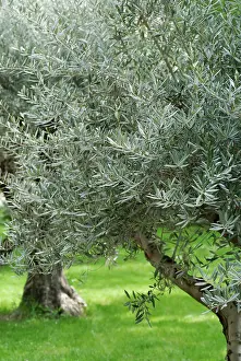 Olea: Olive