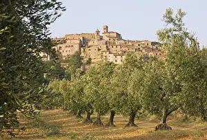 Olea: Olive