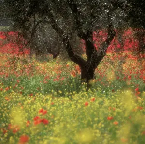 Olea: Olive