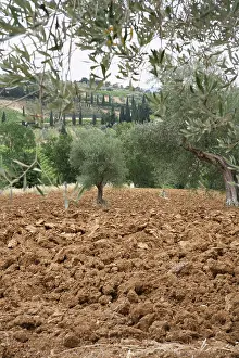 Olea: Olive
