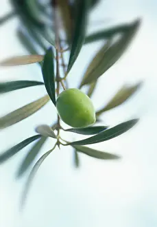 Olea: Olive