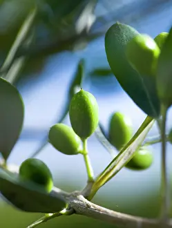 Olea: Olive