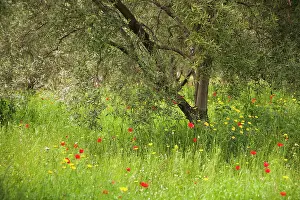 Olea: Olive, Olea europea, tree growing in a meadow among