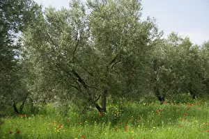 Olea: Olive, Olea europea trees growing in a meadow among