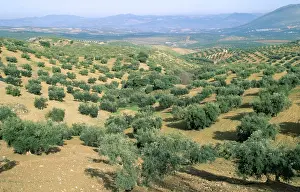Olives: OLIVE - plantation in Spain showing typical rolling